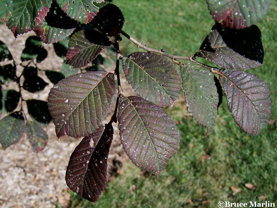 color photo Hobei Elm foliage