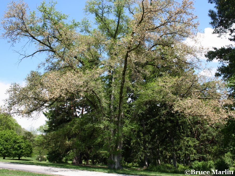 Hybrid Elm