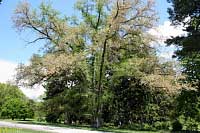 Hybrid Elm - Ulmus (carpinifolia x pumila)