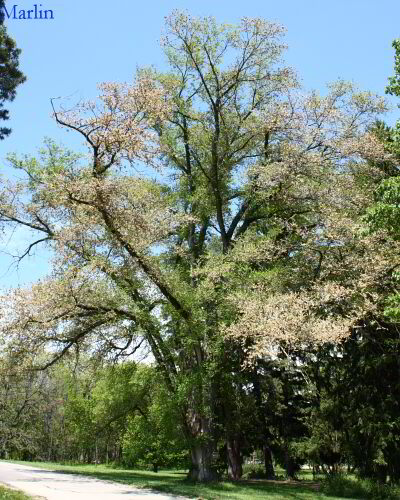 Ulmus pumilla x U. carpinifolia