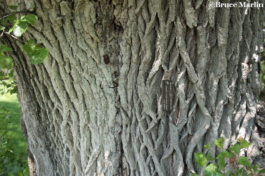 Hybrid Elm bark