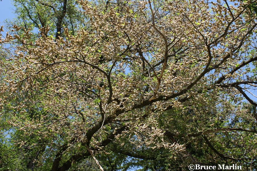 Hybrid Elm seeds