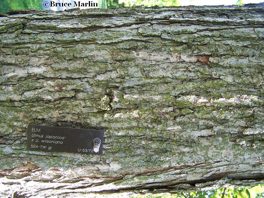 Japanese Elm bark