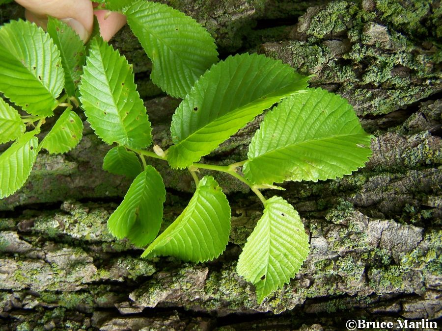 Jersey Elm foliage & bark