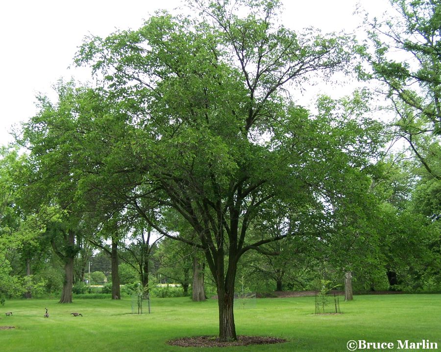 Large-Fruited Elm