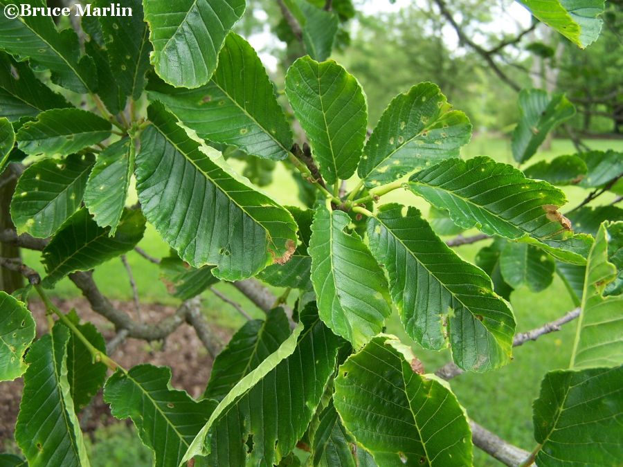 Large-Fruited Elm summer foliage