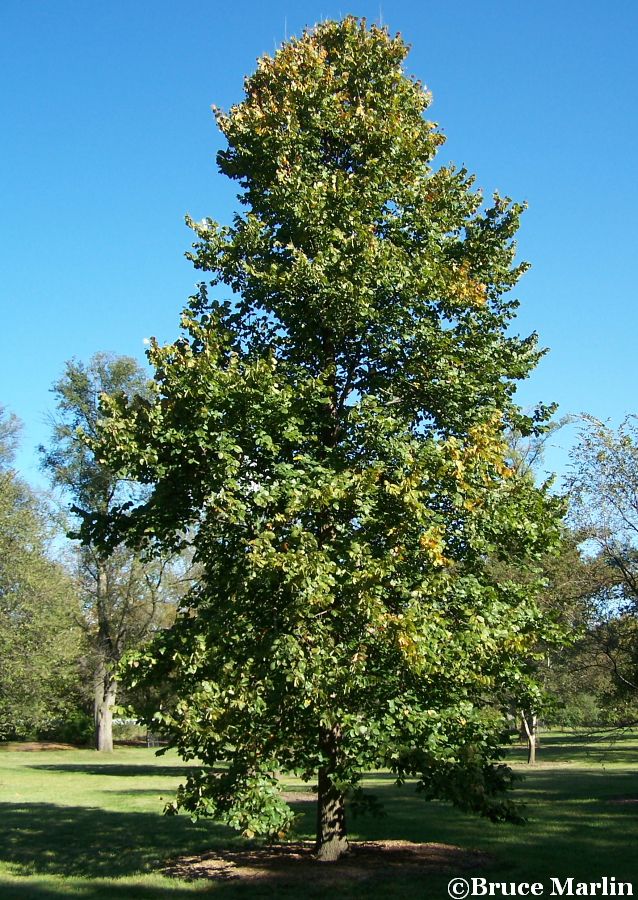 Rock Elm