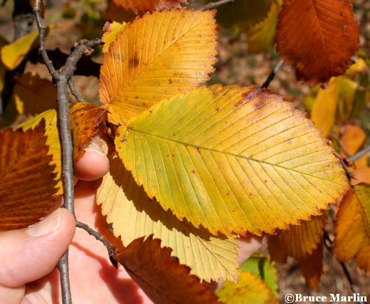 Rock Elm fall foliage