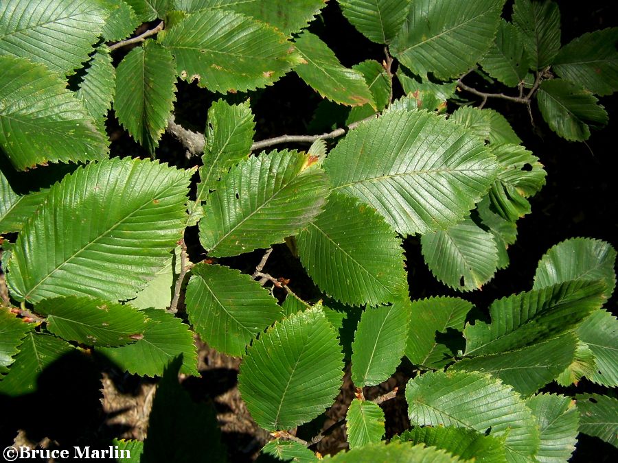 Rock Elm summer foliage