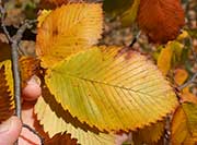 Rock Elm - Ulmus thomasii