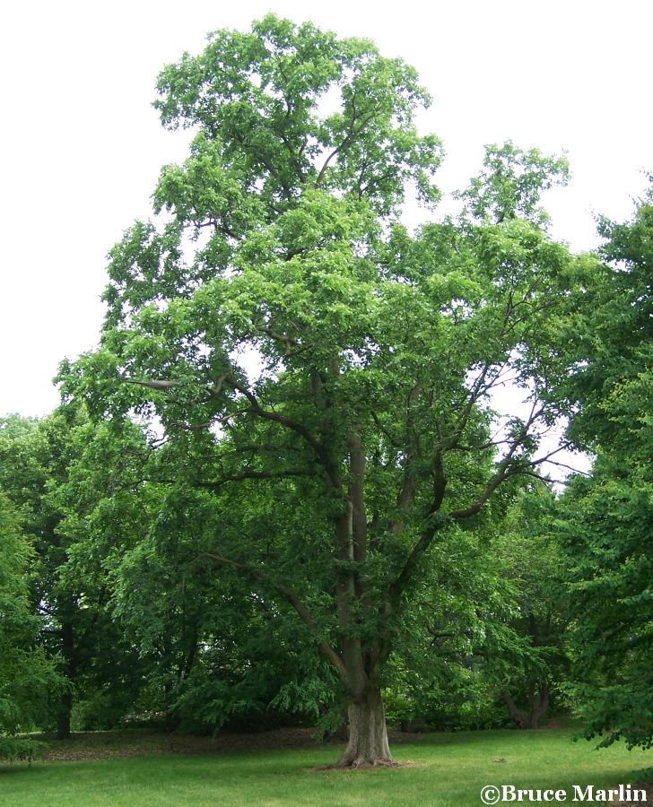 Russian Elm