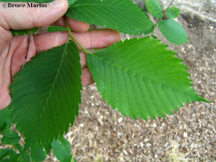 Russian Elm foliage