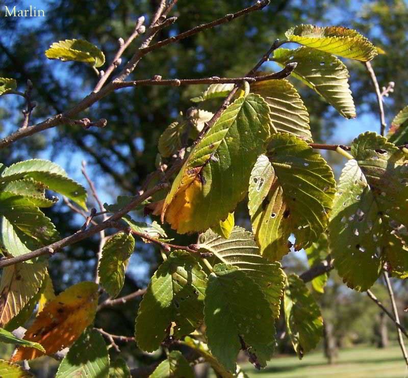 Scotch Elm Foliage