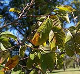 Scotch Elm, Wych Elm - Ulmus glabra
