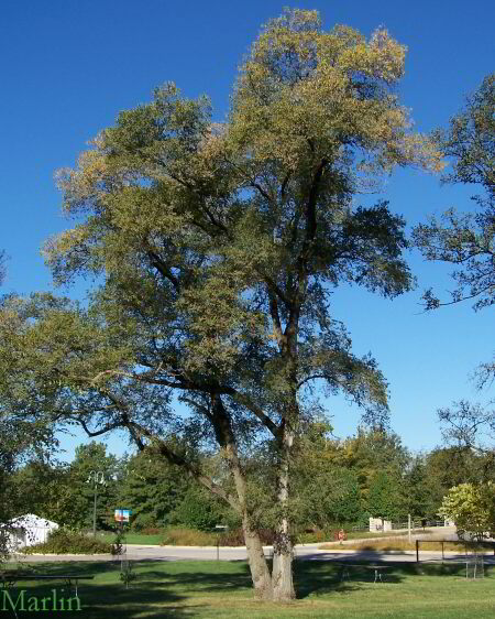 Siberian elm, U. pumila