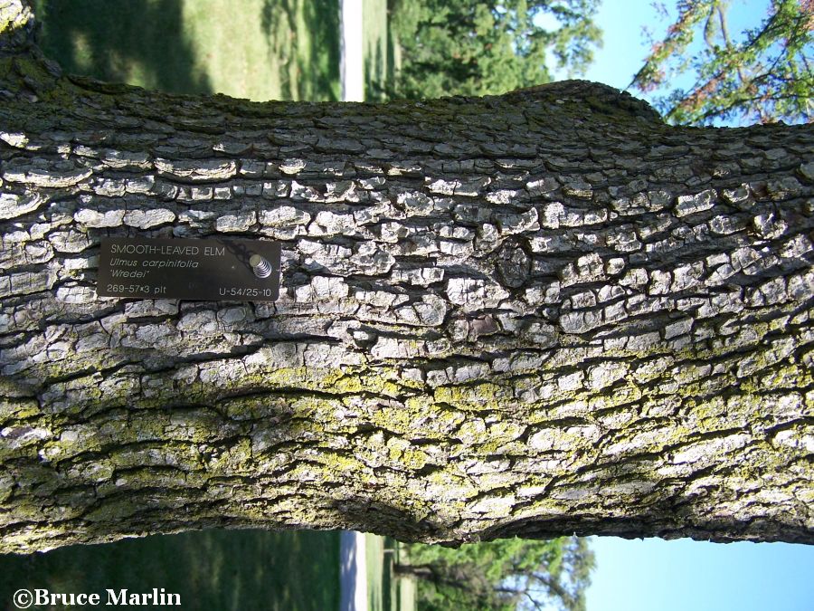 Smooth-Leaved Elm bark