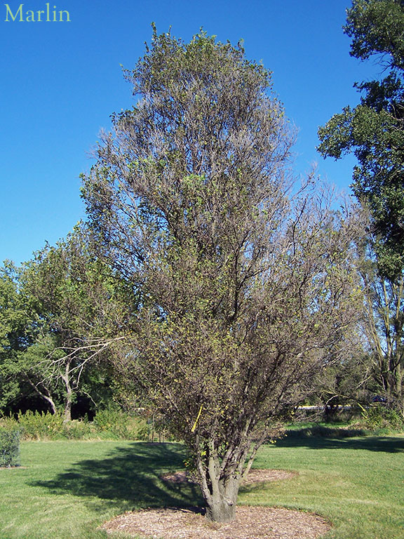 Smooth-leaved Elm