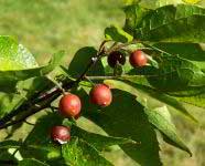 Sugarberry - Celtis laevigata