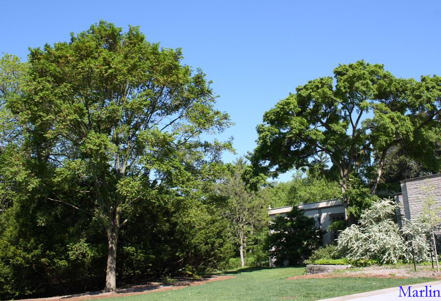 Triumph Elm, on left, with its parent, the Accolade Elm.