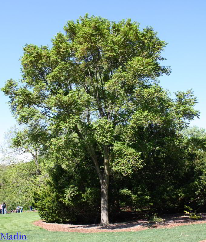 Triumph Elm Tree