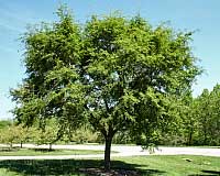 Vanguardâ„¢ Elm - Ulmus 'Morton Plainsman' 