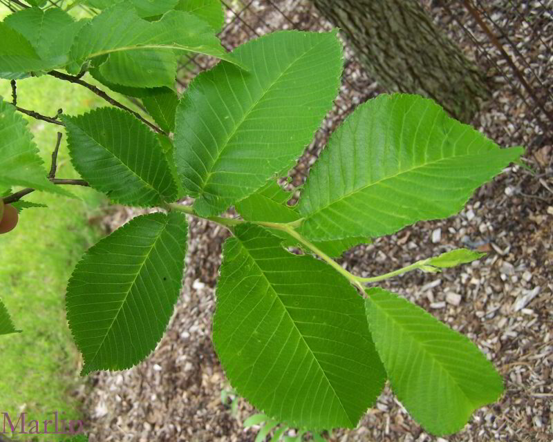 elm leaves