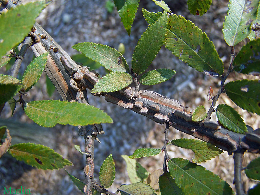 winged branches, twigs and foliage