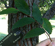 Winged Elm - Ulmus alata