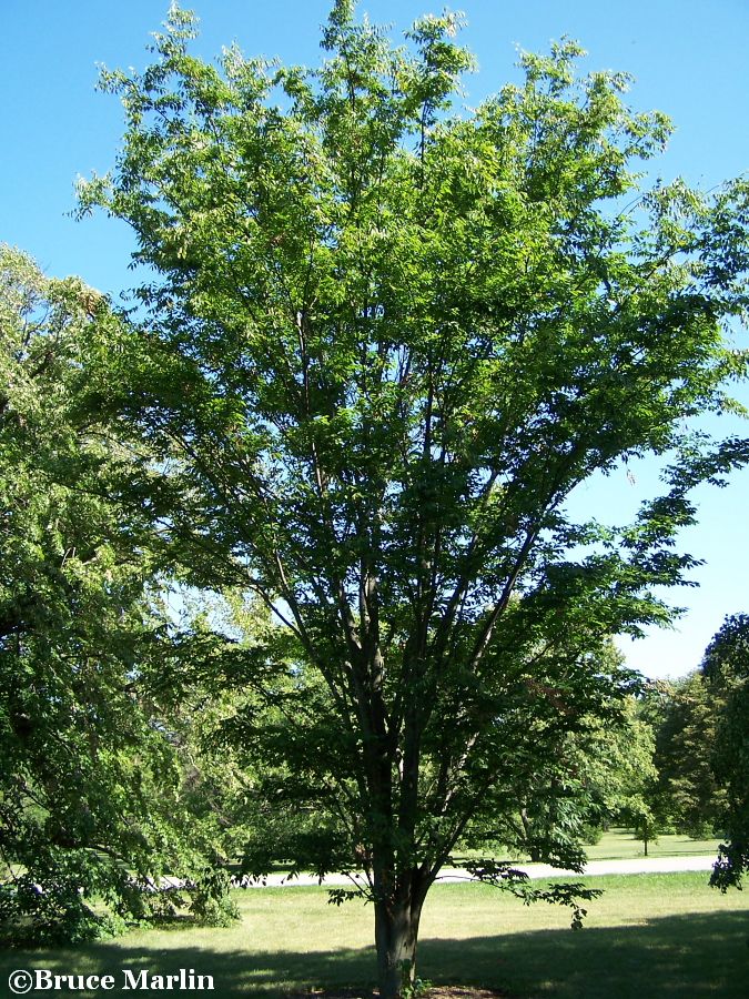 native villageネイティブビレッジShade of a tree Zelkova serrata 'Village Green' - Devil Mountain Wholesale
