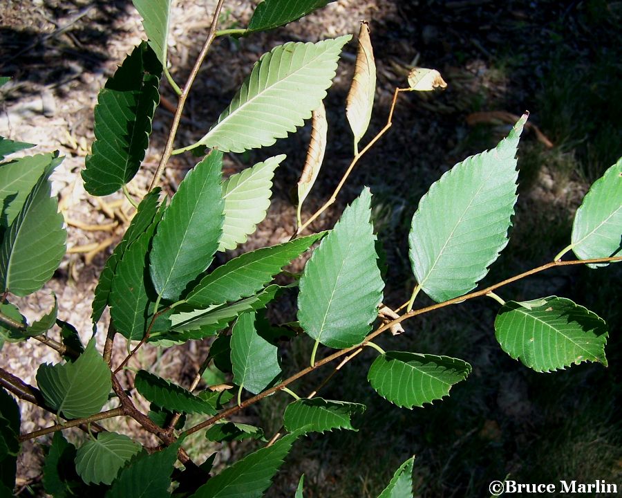 Village Green Zelkova foliage