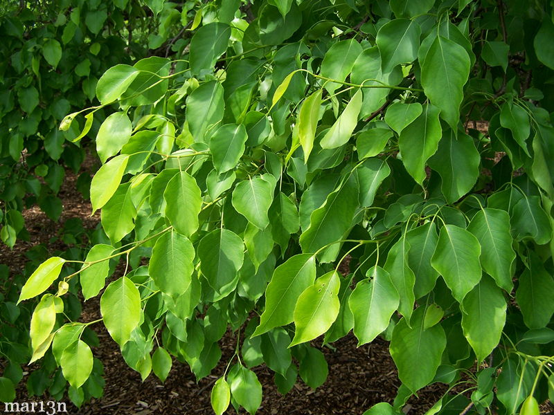 Ussurian pear summer foliage