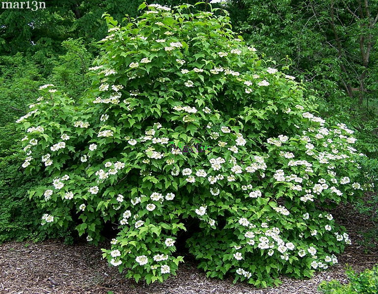 Sargent's Viburnum in bloom, May 26th, near Chicago