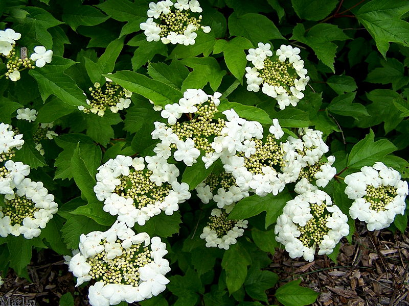 viburnum flowers