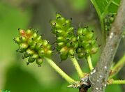 White Mulberry