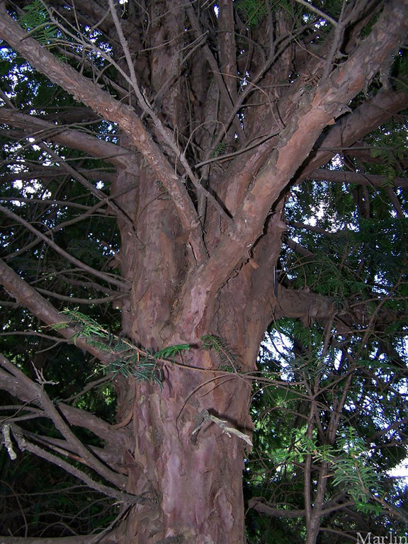 Chinese Yew - Taxus chinensis