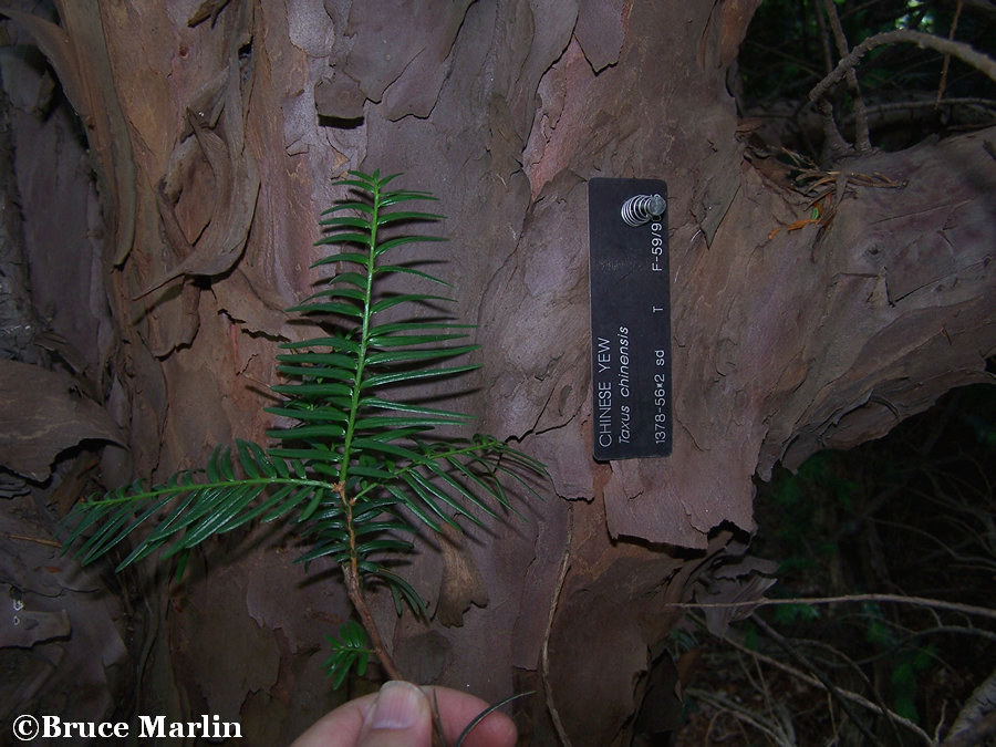 Chinese Yew Bark & Foliage