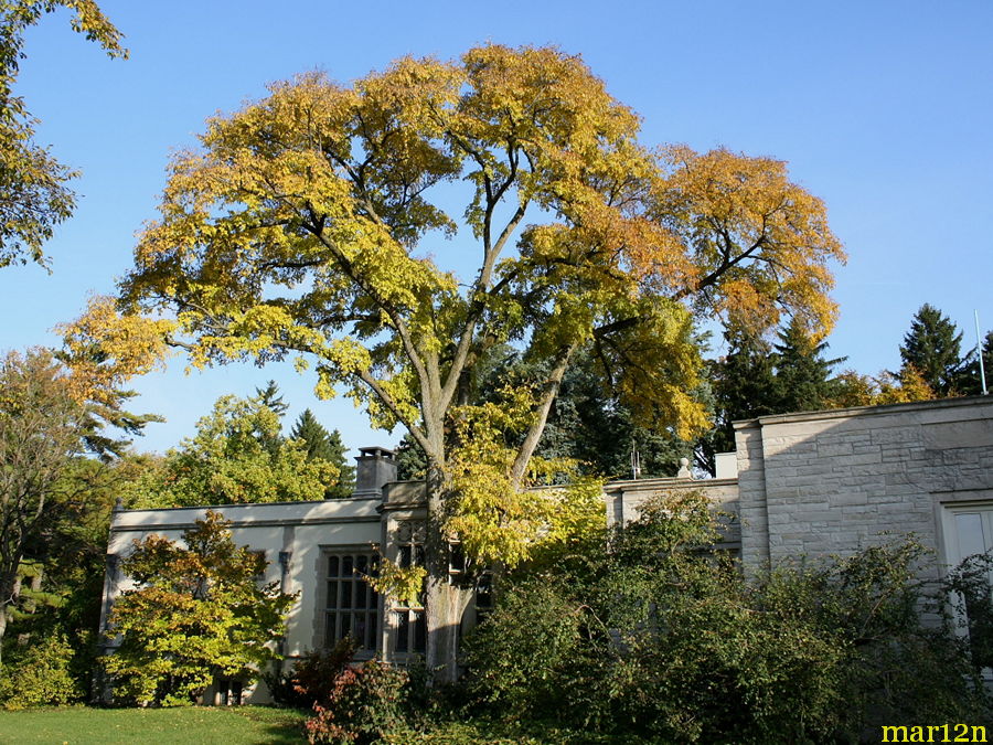 Accolade Elm in fall colors