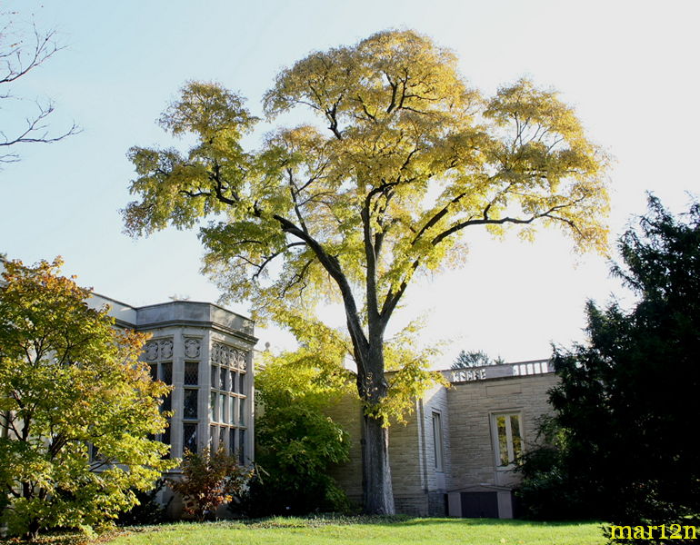 Accolade Elm Tree at Thornhill Education Center