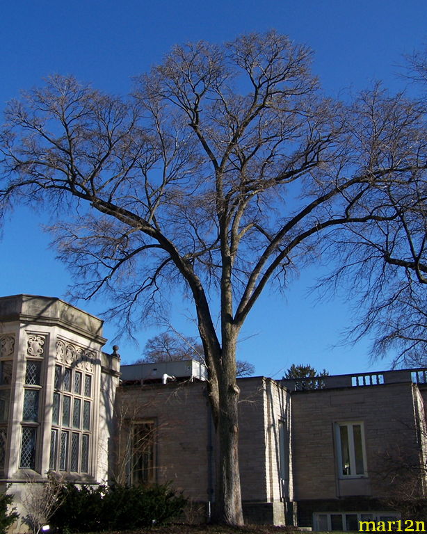 Accolade Elm Tree in winter