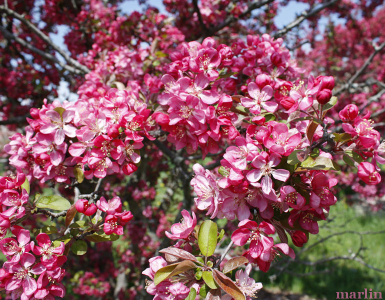 Adams Crabapple Flowers