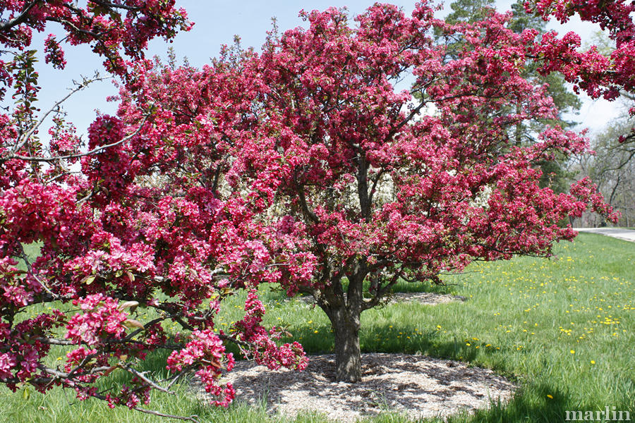 Adams Crabapples