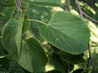 American Basswood, Linden