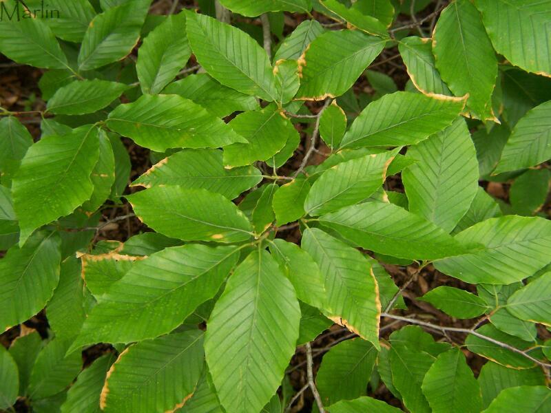 American Beech Summer Foliage