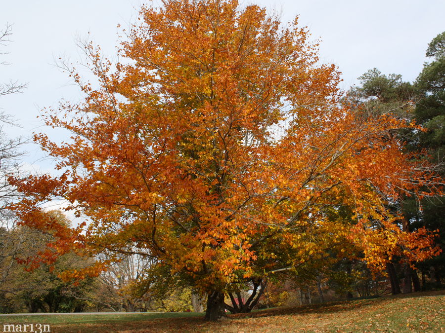 American Beech Tree - Fagus grandifolia