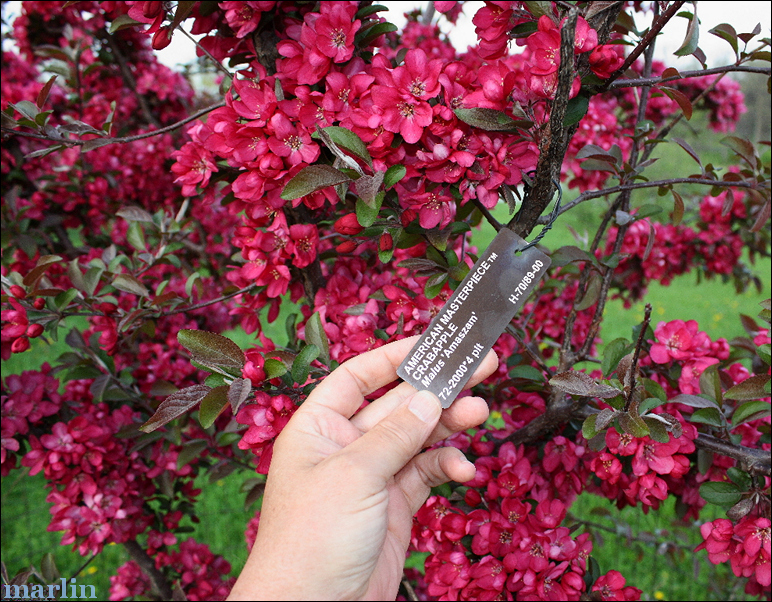 American Masterpiece crabapple flowers