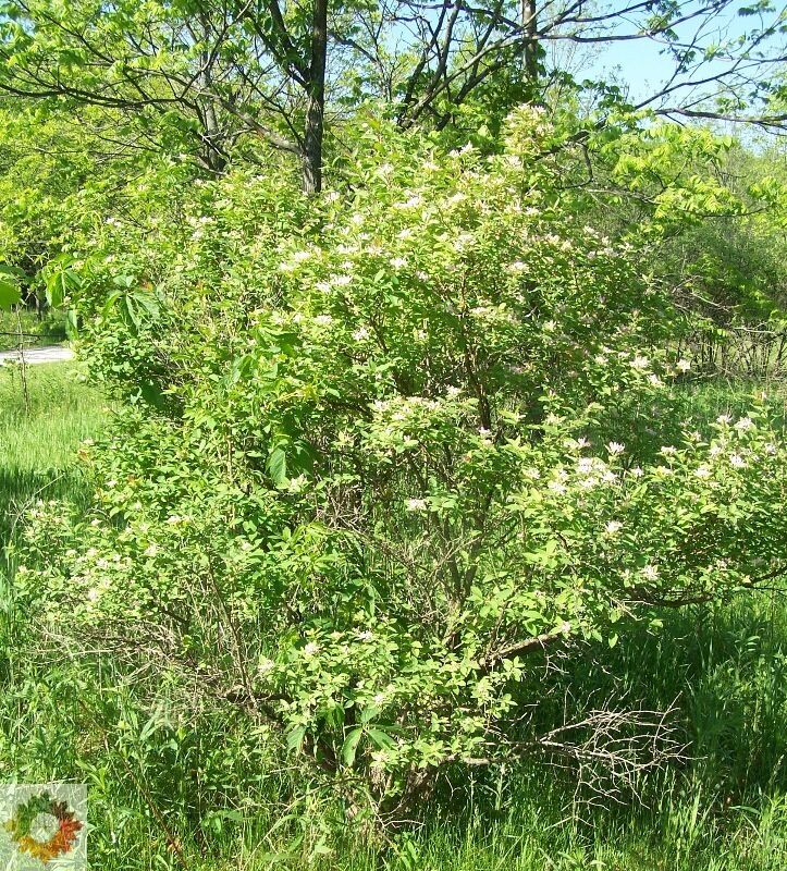 Honeysuckle