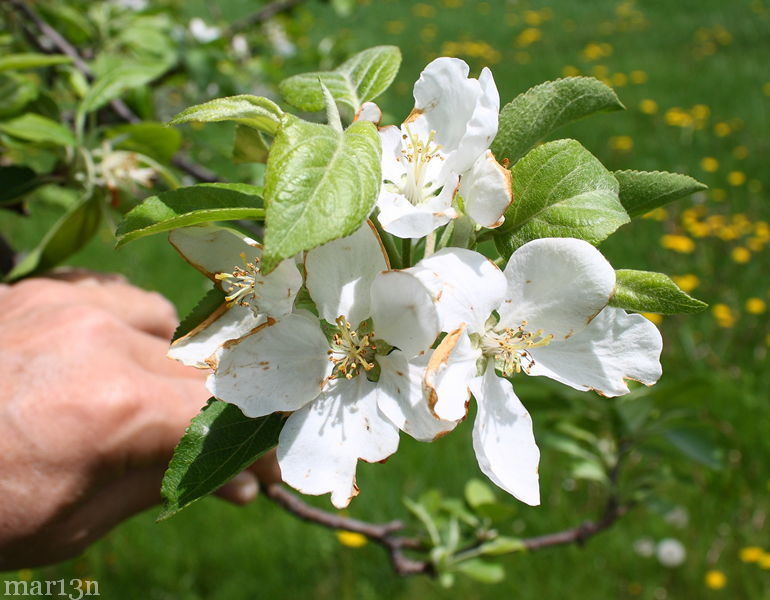 Apple blossoms