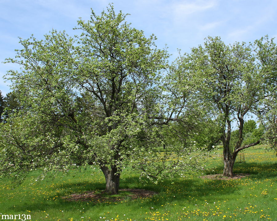 apple trees