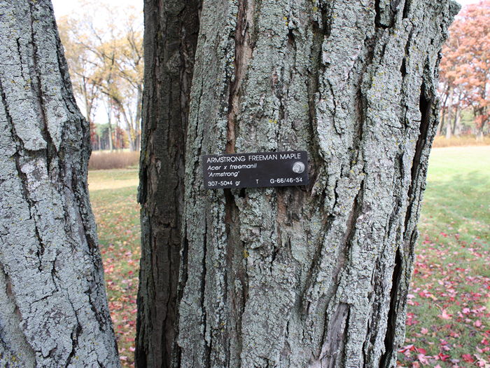 Armstrong Freeman's maple bark