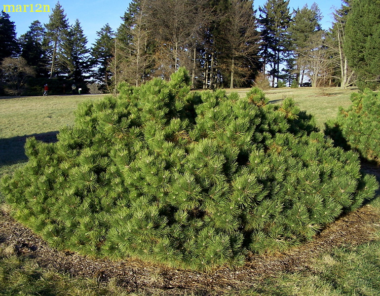 Hornibrook Dwarf Austrian Pine